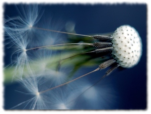 Badminton Flower